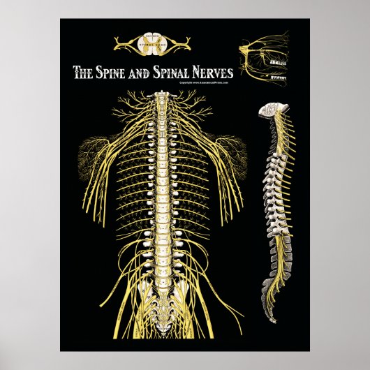 脊椎と脊髄神経のカイロプラクティック ポスター (正面)