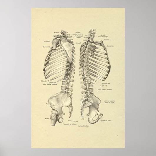 脊椎の人間の骨格断面プリント ポスター (正面)