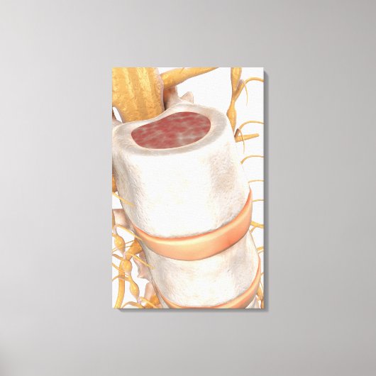 脊椎内の脊椎円板のクローズアップ キャンバスプリント (正面)