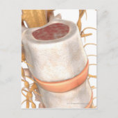 脊椎内の脊椎円板のクローズアップ ポストカード (正面)