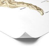 脊椎解剖図ポスター24" X 36" ポスター (角)