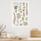 脊椎解剖図ポスター24" X 36" ポスター (キッチン)