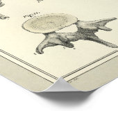 脊椎解剖学カイロプラクティックプリント ポスター (角)