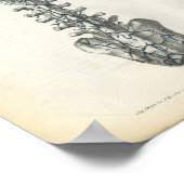 脊椎解剖学プリント ポスター (角)