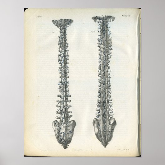 脊椎解剖学プリント ポスター (正面)