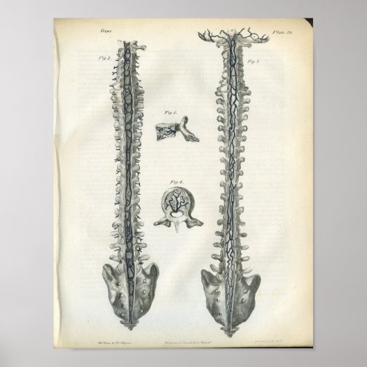 脊椎解剖学プリント ポスター (正面)