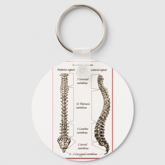 脊椎詳細セピア2 キーホルダー (正面)