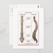 脊椎詳細セピア2 ポストカード (正面/裏面)