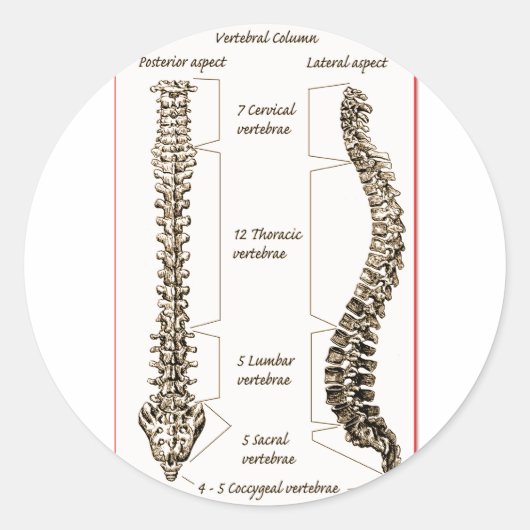 脊椎詳細セピア2 ラウンドシール (正面)