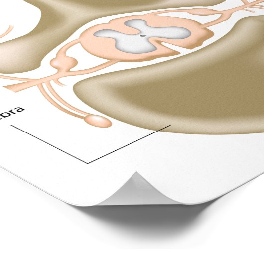 脊髄ポスター断面 ポスター (角)