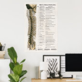 脊髄亜脱臼の効果ポスターカイロプラクティック ポスター (ホームオフィス)