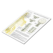 脊髄神経の亜脱臼がパッドを破る ノートパッド (アングル)