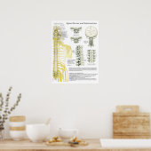 脊髄神経・亜脱臼カイロプラクティックポスター ポスター (キッチン)