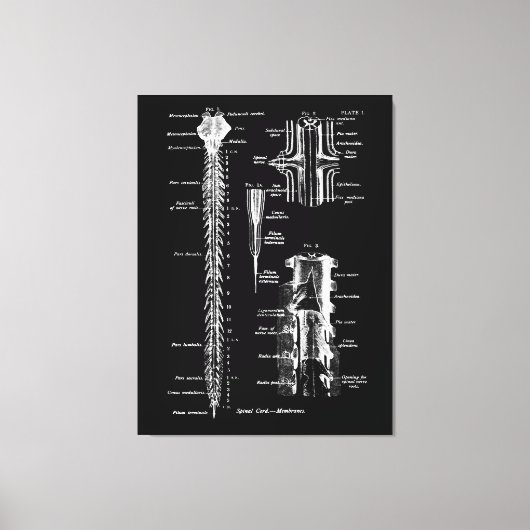 脊髄膜解剖学医用デコール キャンバスプリント (正面)