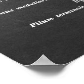 脊髄解剖学プリントno.1 ポスター (角)