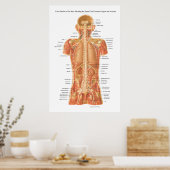 脊髄、内臓、筋肉の解剖学P ポスター (キッチン)