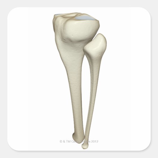 脚のボーン4 スクエアシール (正面)