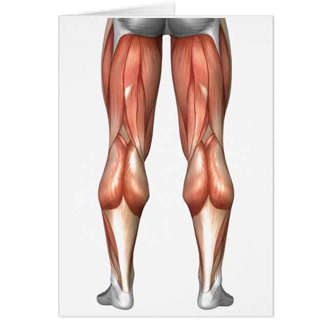 脚の筋肉グループを示す図 (正面)