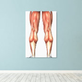 脚の筋肉グループを示す図 キャンバスプリント (インサイチュ (ウッドフロア))