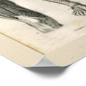 脚の筋肉ヴィンテージ解剖学プリント ポスター (角)