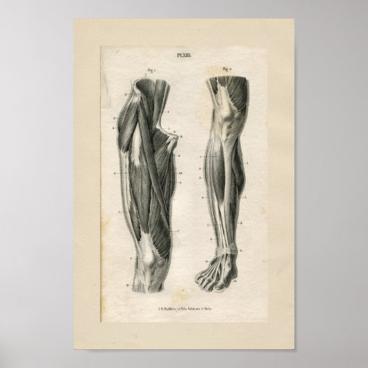 脚の筋肉ヴィンテージ解剖学プリント ポスター (正面)