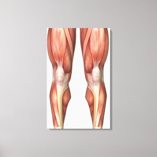 脚前面の筋肉グループを示す図 キャンバスプリント (正面)