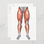 脚前面の筋肉グループを示す図 ポストカード (正面/裏面)