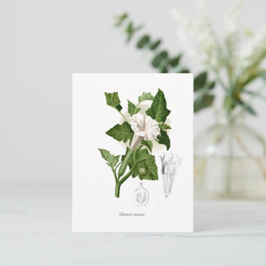 脱毛酸症 ポストカード (スタンド正面)