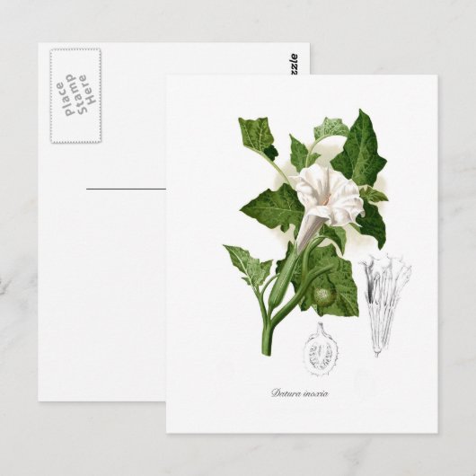 脱毛酸症 ポストカード (正面/裏面)