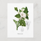 脱毛酸症 ポストカード (正面)