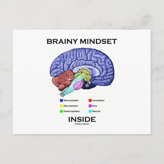 脳の中の賢い考え方（解剖学的な脳） ポストカード (正面)