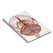 脳の動脈2 ノートブック (右側)
