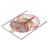 脳の動脈2 ノートブック (左側)