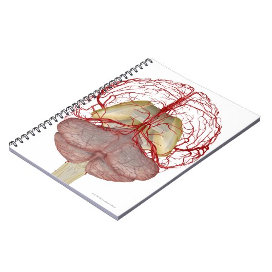 脳の動脈2 ノートブック (左側)