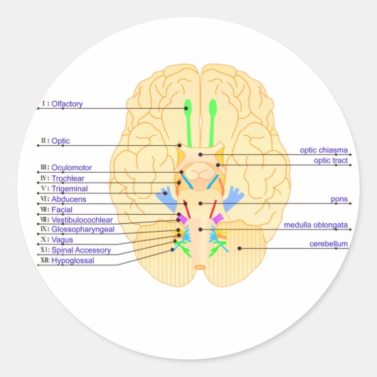 脳の基礎写真 ラウンドシール (正面)