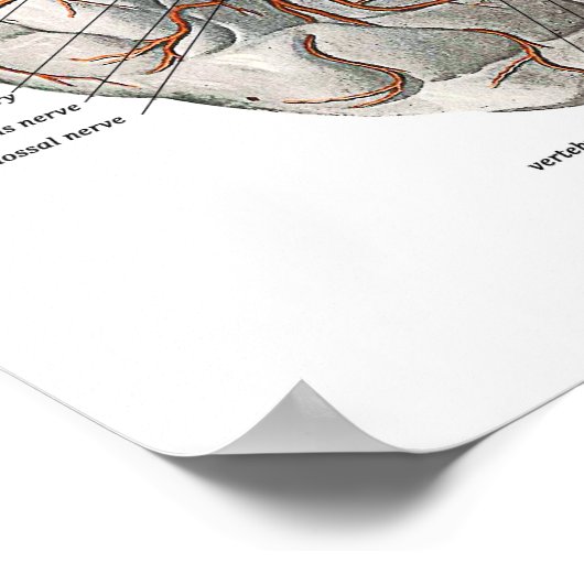 脳の循環 ポスター (角)