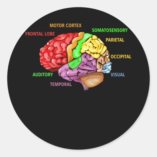 脳の解剖図のカラフル部分学 ラウンドシール (正面)