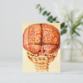 脳底及び髄膜リトグラフ ポストカード (スタンド正面)