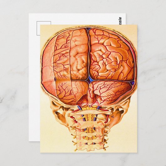 脳底及び髄膜リトグラフ ポストカード (正面/裏面)