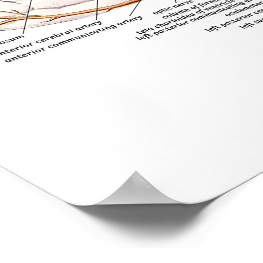 脳横断面 ポスター (角)