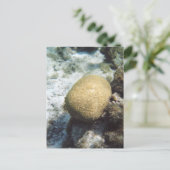 脳珊瑚写真はがき ポストカード (スタンド正面)