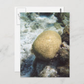 脳珊瑚写真はがき ポストカード (正面/裏面)