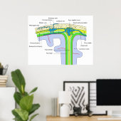 脳膜を示すスカルの上部 ポスター (ホームオフィス)