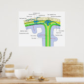 脳膜を示すスカルの上部 ポスター (キッチン)