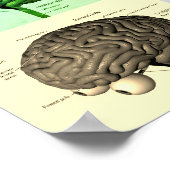 脳/色 ポスター (角)