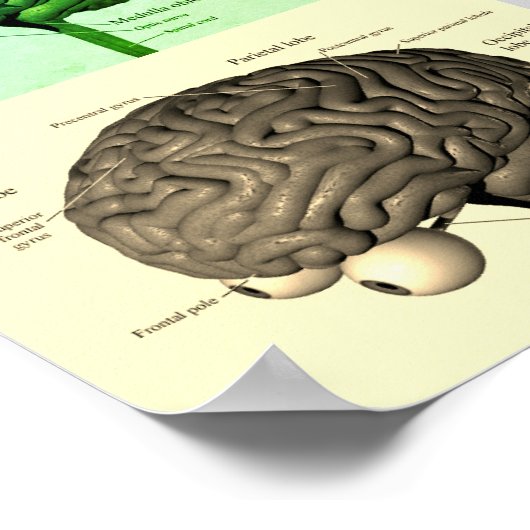 脳/色 ポスター (角)