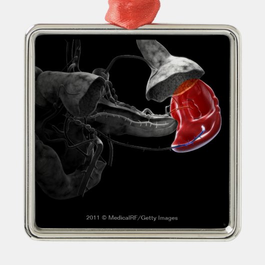 脾臓の芸術的な3dレンダリング メタルオーナメント (正面)