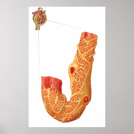 腎小体およびろ過膜 ポスター (正面)