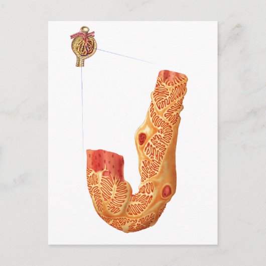 腎小体およびろ過膜 ポストカード (正面)