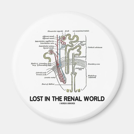 腎界失ったで（腎臓ネフロン） マグネット (正面)